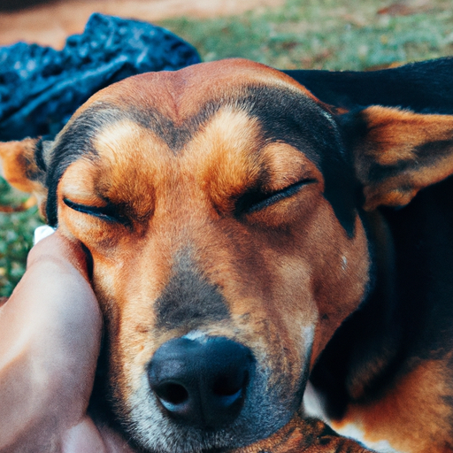 Cão com deficiência sendo acolhido