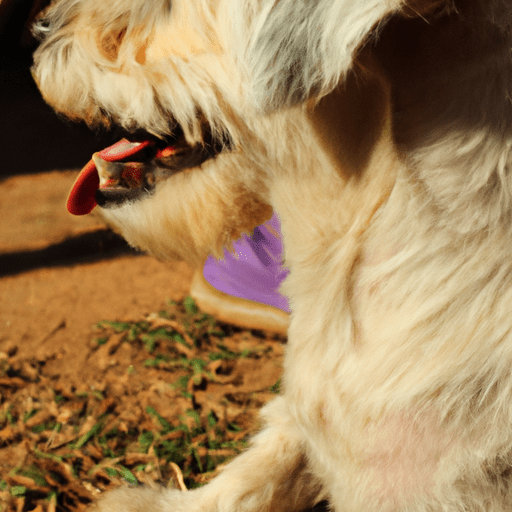 Cuidados com patas caninas