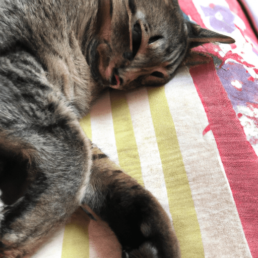 Gato se espreguiçando e relaxando em um ambiente tranquilo