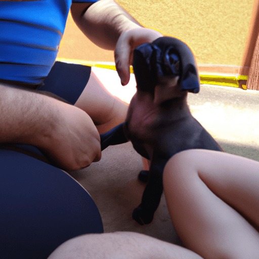 Filhote de pug aprendendo com o tutor