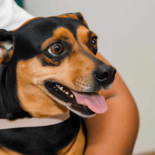 Pet em consulta médica