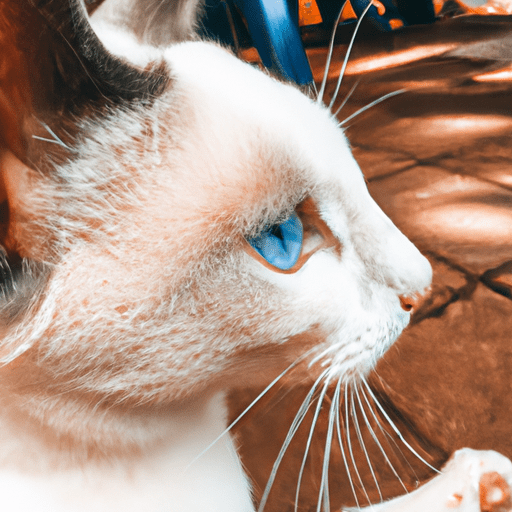 Resgate e adoção de gatos de rua