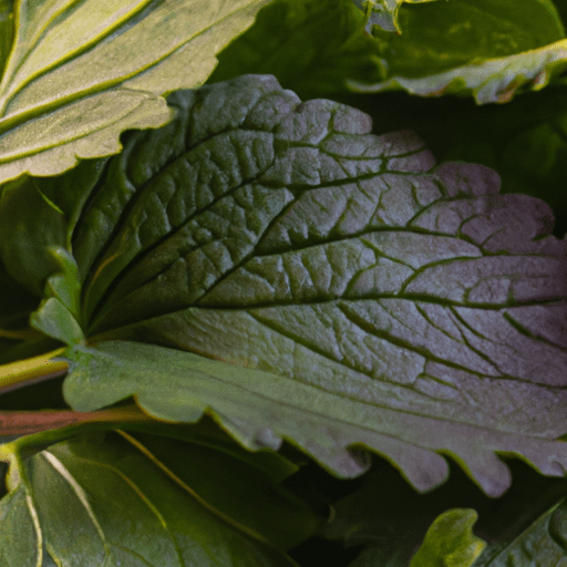 Folhas frescas de catnip em close-up