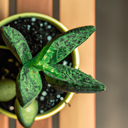 Cuidados com plantas domésticas